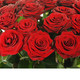25 հոլանդական կարմիր վարդ - ծաղկամանով