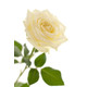 Հոլանդական վարդ White Naomi