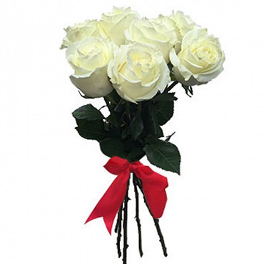 7 հատ Սպիտակ հոլանդական վարդ