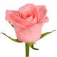 Հոլանդական վարդ Anna Krina