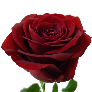 Հոլանդական վարդ Red Naomi