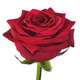 Հոլանդական վարդ Red Naomi