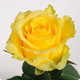 Հոլանդական վարդ Penny Lane