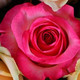 Գունավոր վարդերով գեղեցիկ ծաղկեփունջ